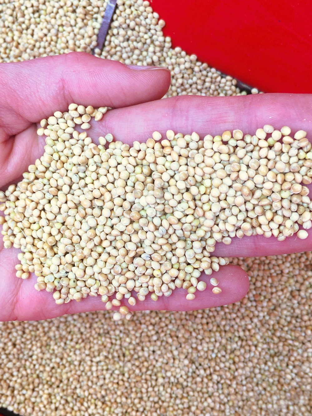 Stumpflgut in Furth - Familie Andeßner