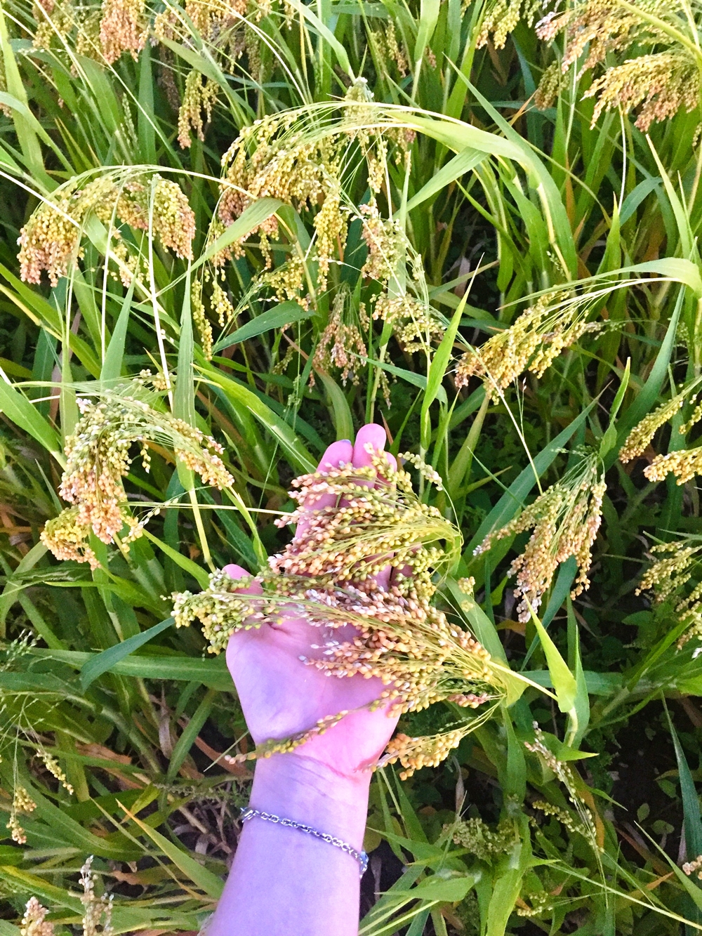 Stumpflgut in Furth - Familie Andeßner