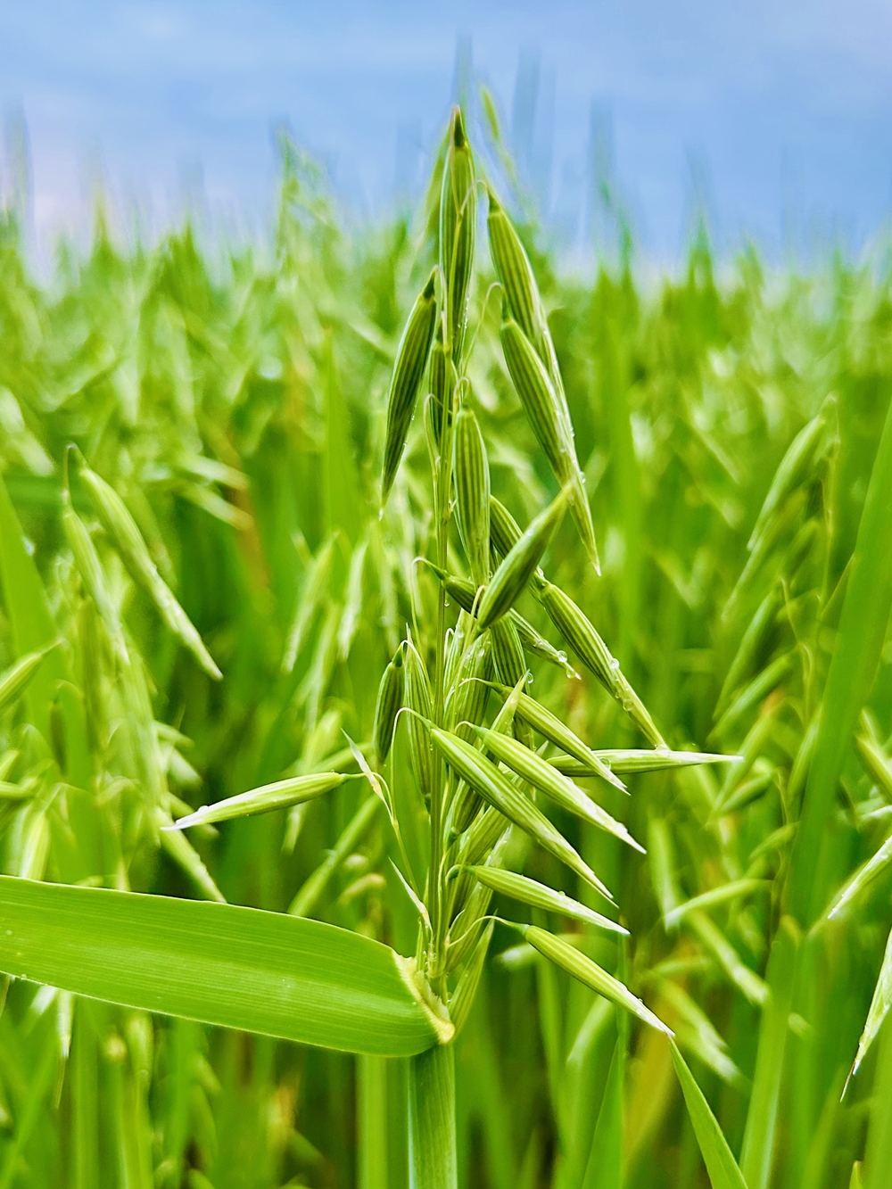 Stumpflgut in Furth - Familie Andeßner