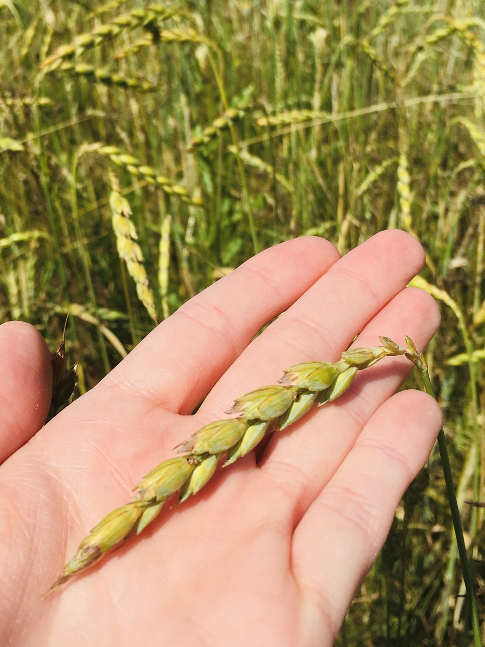 Stumpflgut in Furth - Familie Andeßner