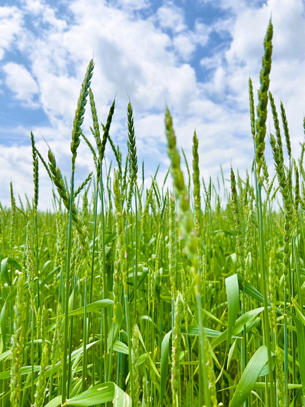 Stumpflgut in Furth - Familie Andeßner