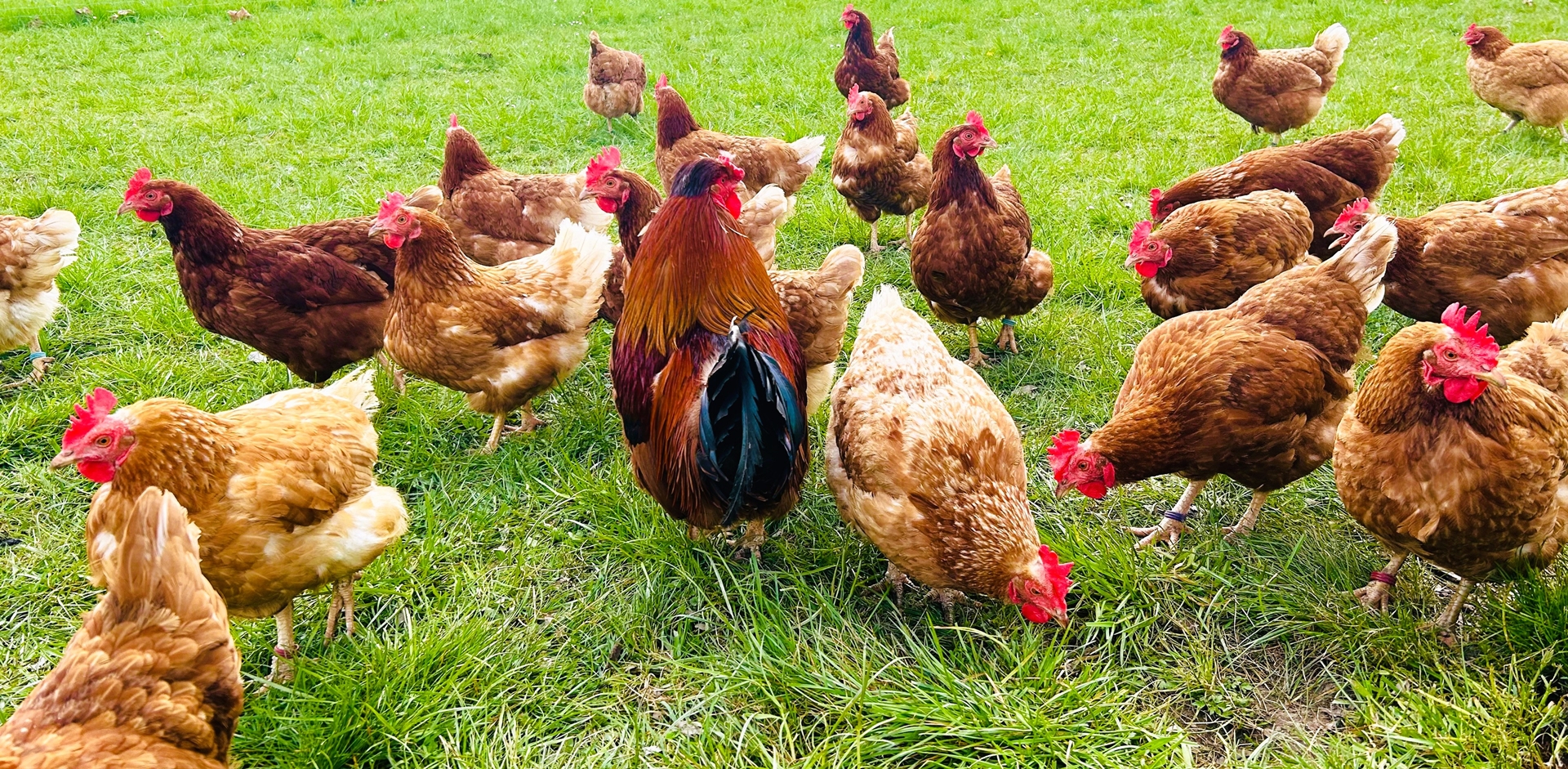 Stumpflgut in Furth - Familie Andeßner