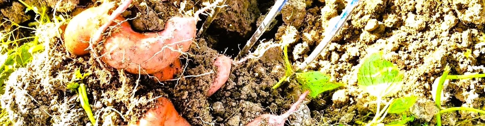 Stumpflgut in Furth - Familie Andeßner