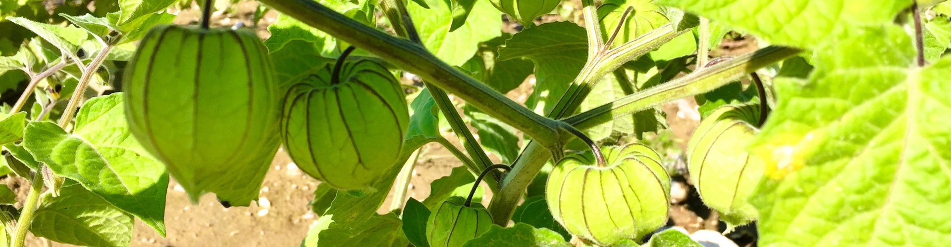 Stumpflgut in Furth - Familie Andeßner