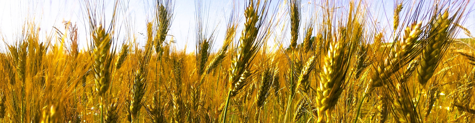 Stumpflgut in Furth - Familie Andeßner