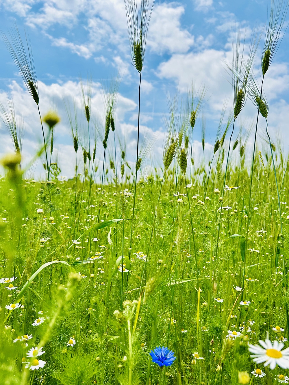 Stumpflgut in Furth - Familie Andeßner