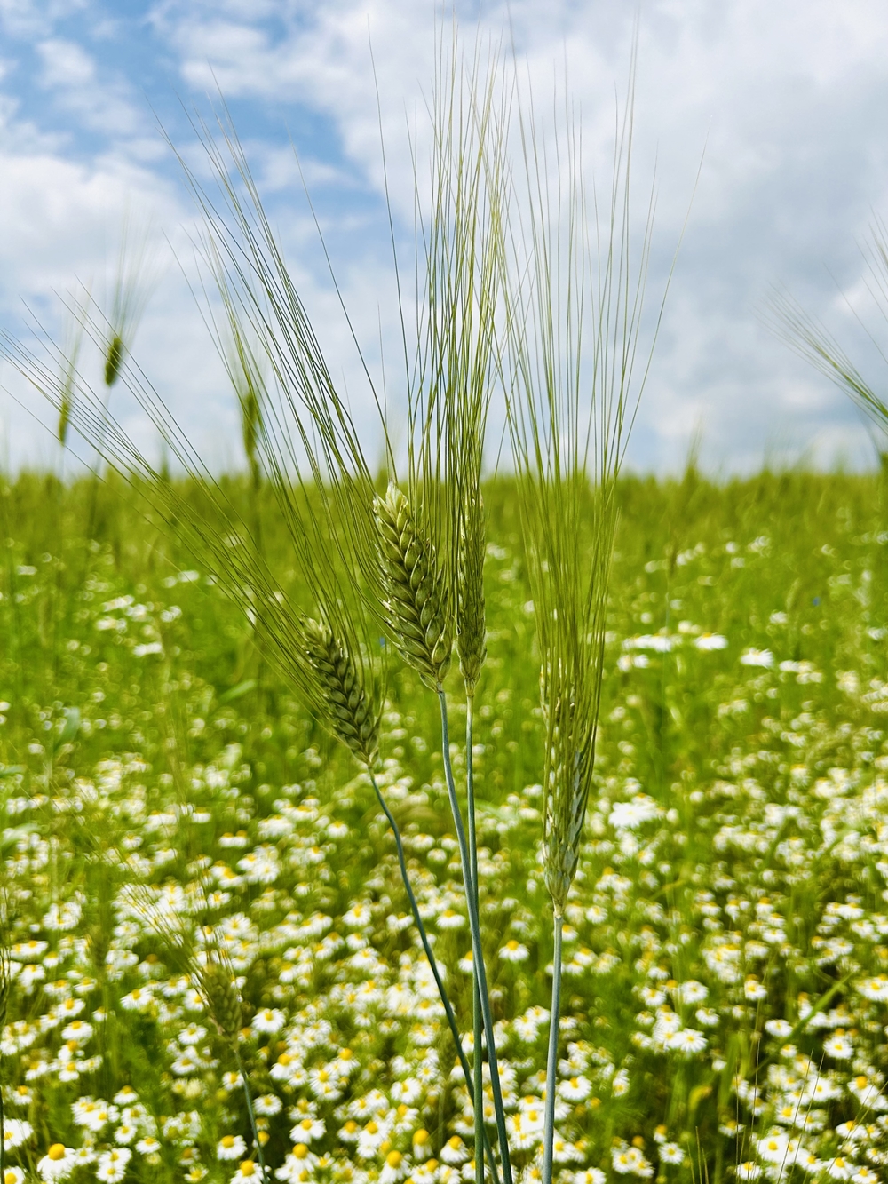 Stumpflgut in Furth - Familie Andeßner