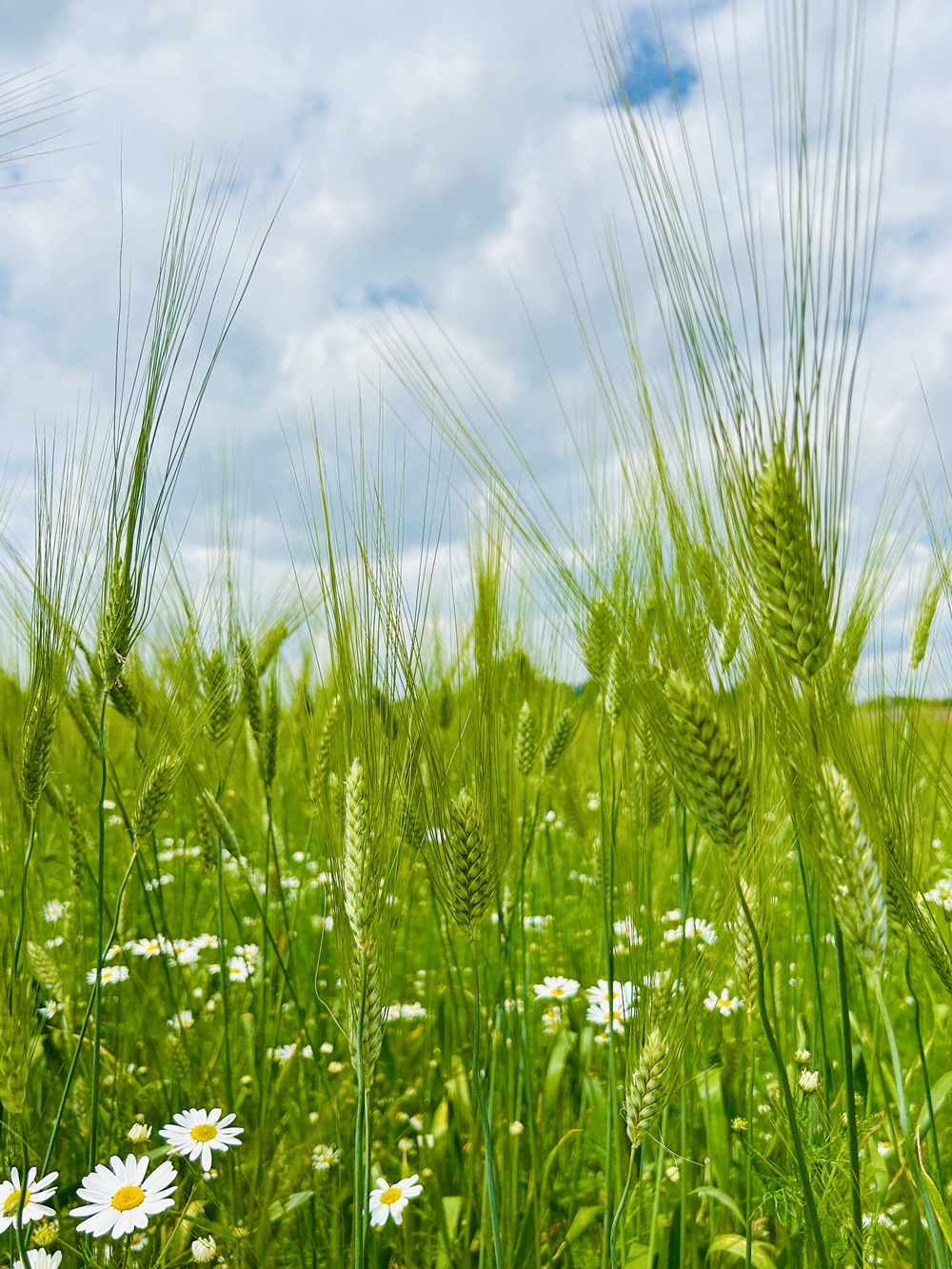 Stumpflgut in Furth - Familie Andeßner