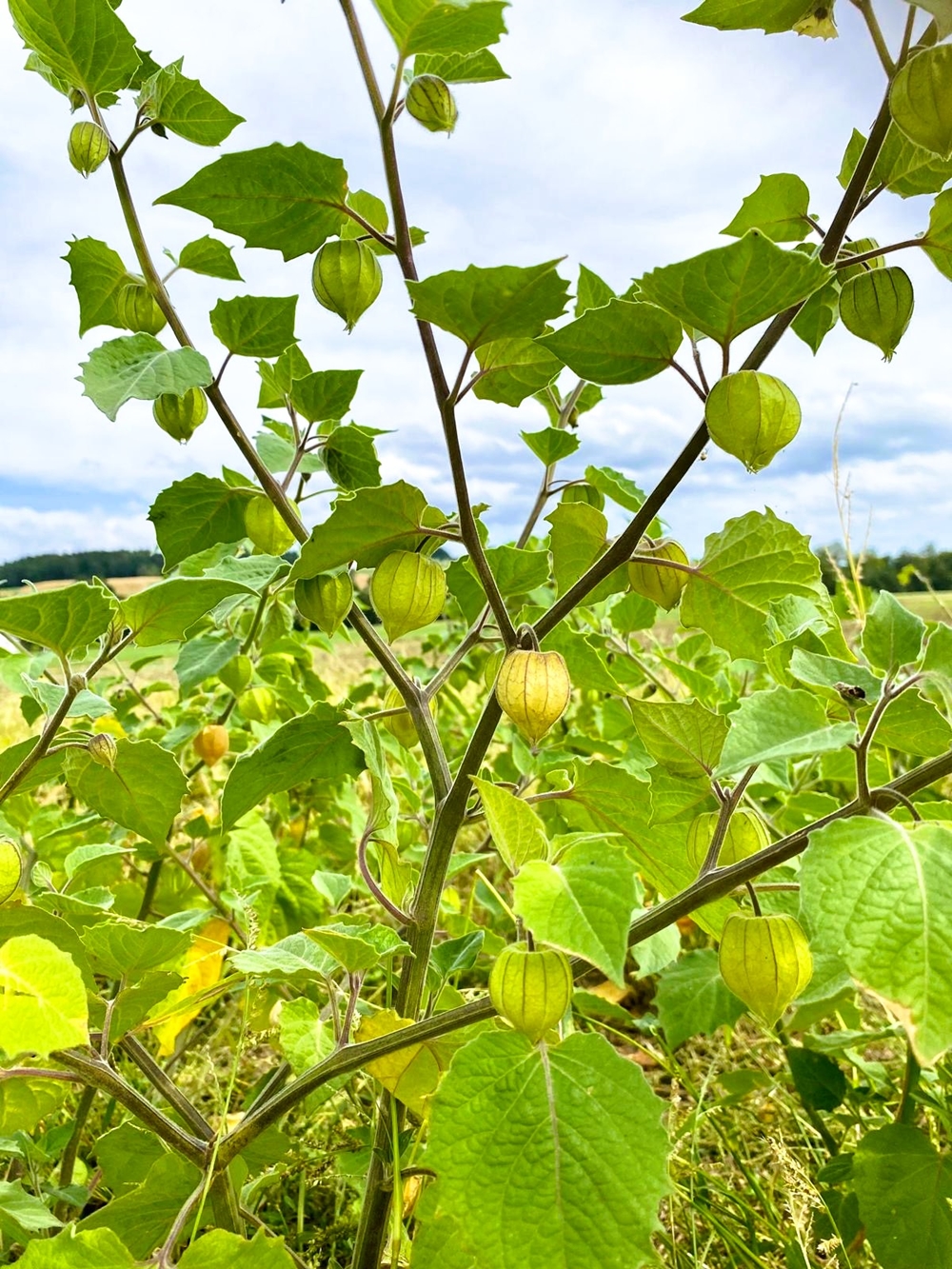 Stumpflgut in Furth - Familie Andeßner