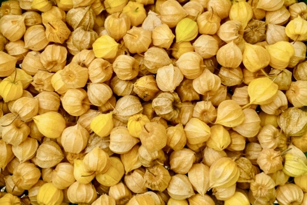 Stumpflgut in Furth - Familie Andeßner