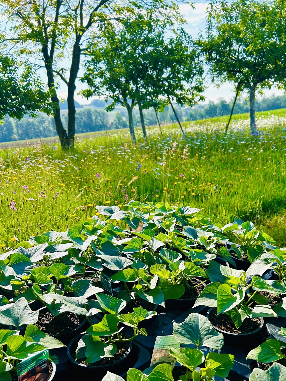 Stumpflgut in Furth - Familie Andeßner