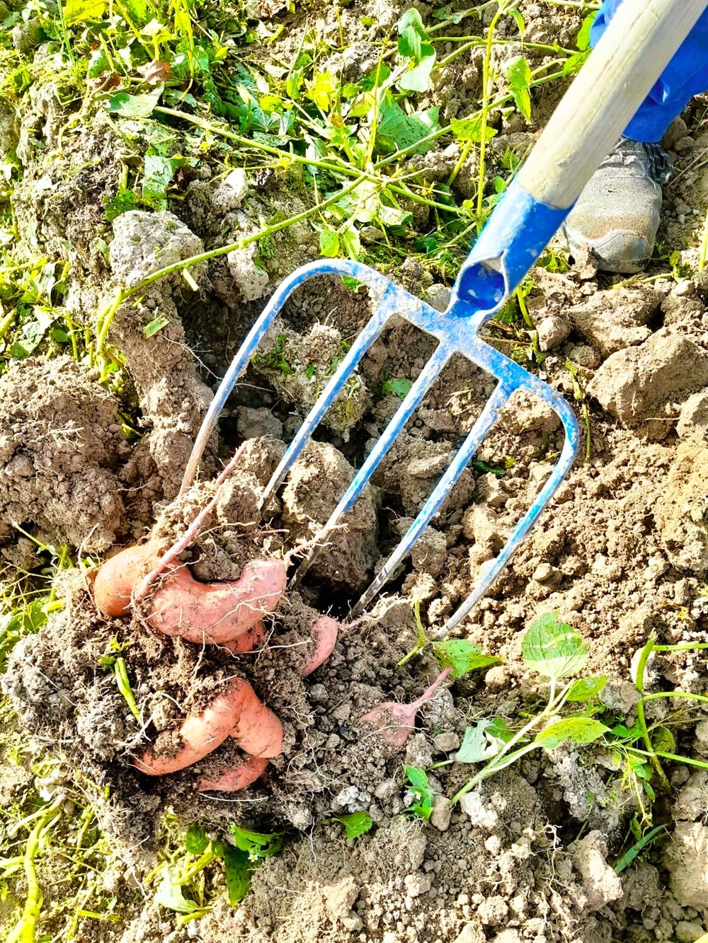 Stumpflgut in Furth - Familie Andeßner