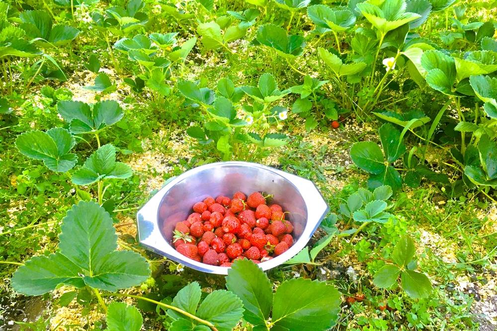 Stumpflgut in Furth - Familie Andeßner