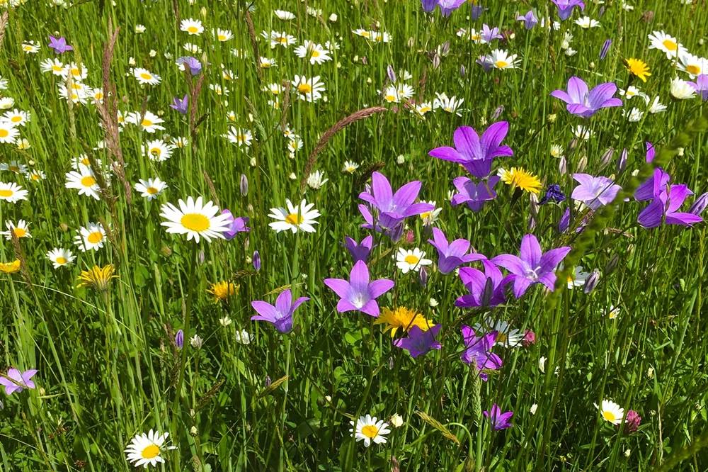 Stumpflgut in Furth - Familie Andeßner