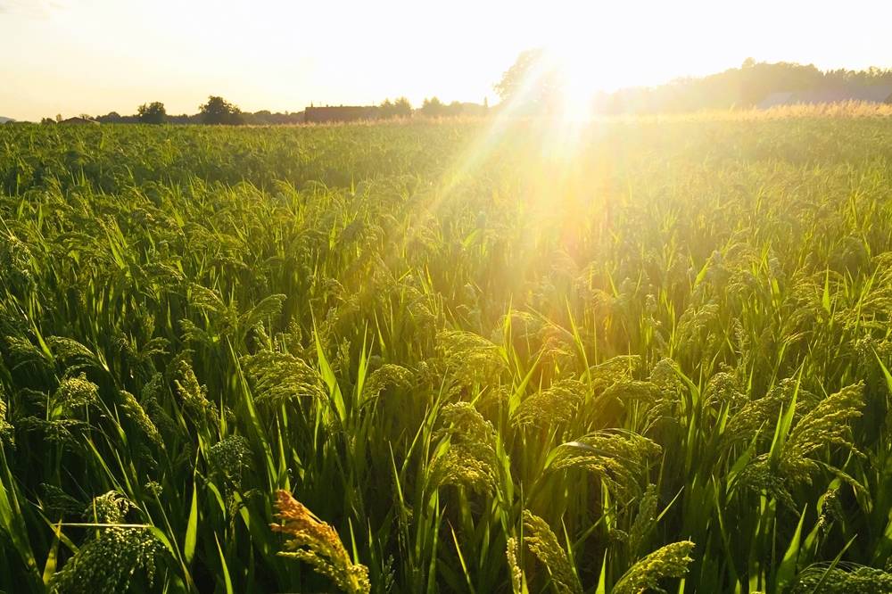 Stumpflgut in Furth - Familie Andeßner