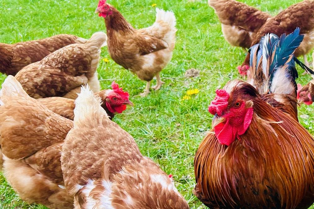 Stumpflgut in Furth - Familie Andeßner