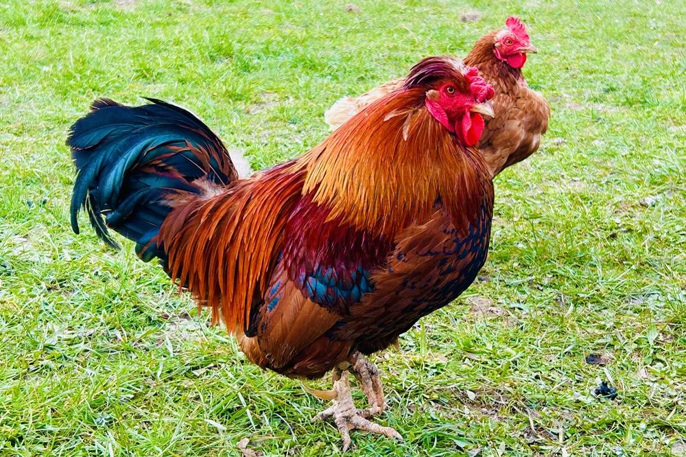 Stumpflgut in Furth - Familie Andeßner