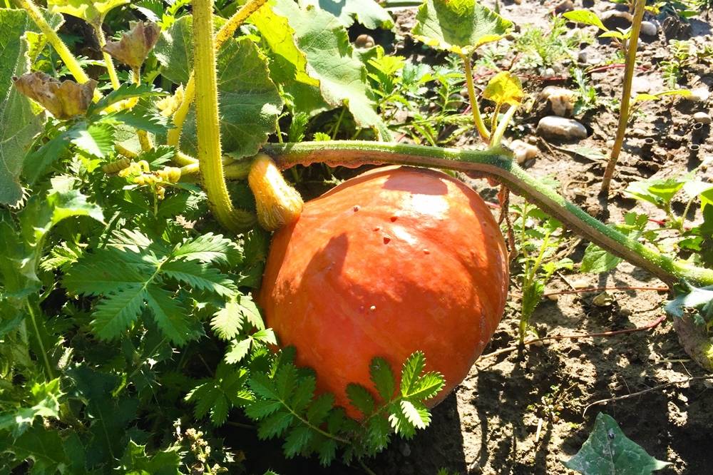 Stumpflgut in Furth - Familie Andeßner