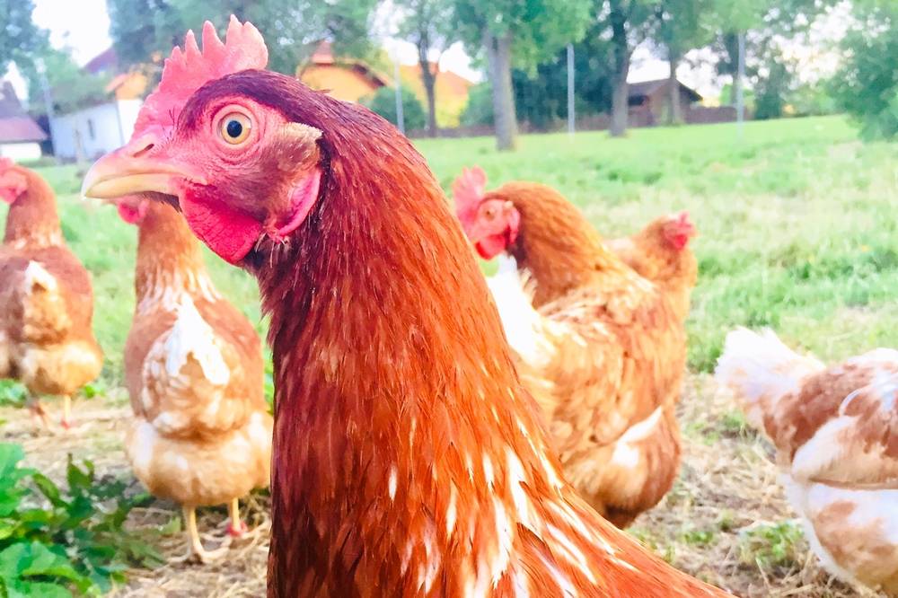 Stumpflgut in Furth - Familie Andeßner