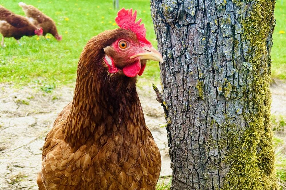 Stumpflgut in Furth - Familie Andeßner